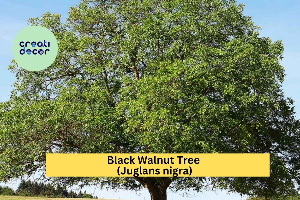 Black Walnut Trees - 3 Bareroot Seedlings - Juglans nigra - Hardy Native Shade & Nut Tree for Landscapes