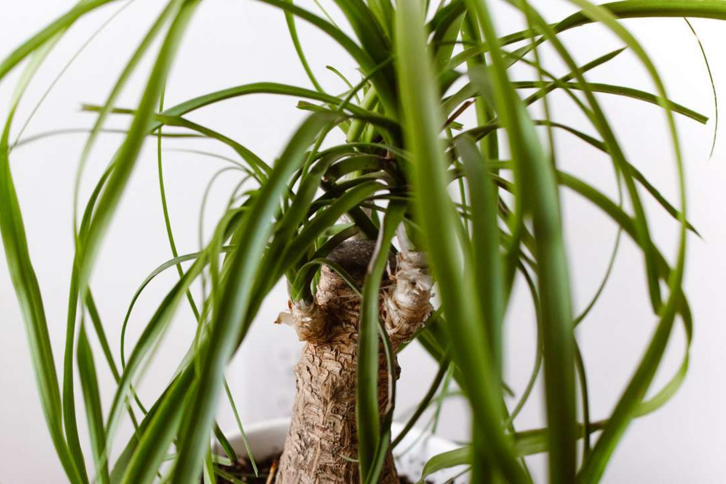 Beaucarnea Multi Ponytail Palm Rooted Cutting in 2" Pot - Low-Maintenance, Pet-Safe, Air-Purifying Indoor Houseplant