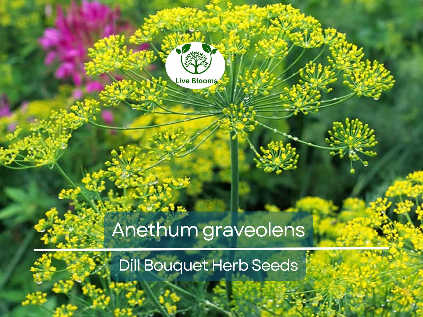 700 Dill Bouquet Seeds – Anethum graveolens – Organic, Easy to Grow Herb for Cooking & Pickling
