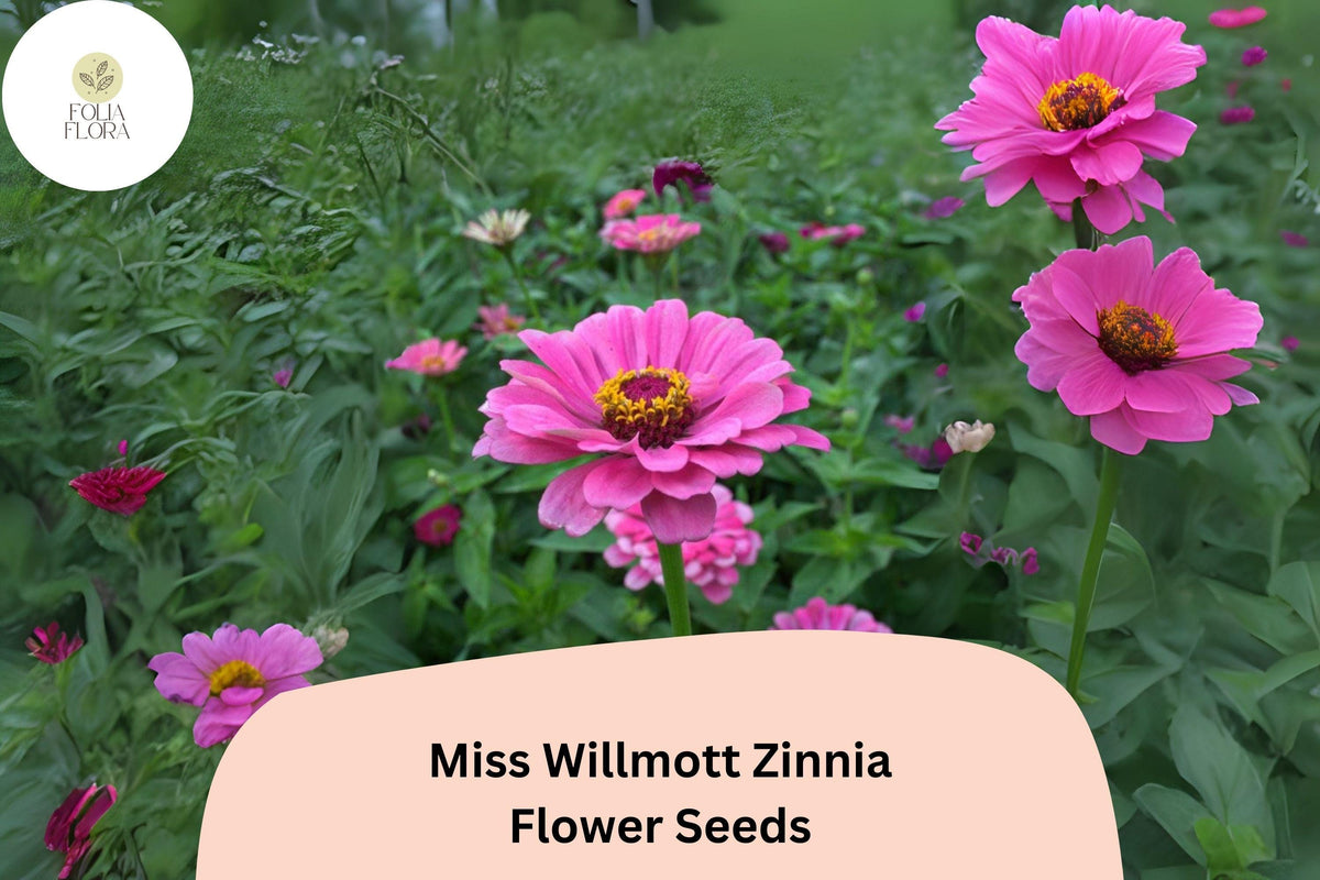 Miss Willmott Zinnia Seeds - 100+ Salmon-Pink Annual Flowers for Planting - Zinnia elegans - Attracts Butterflies & Pollinators
