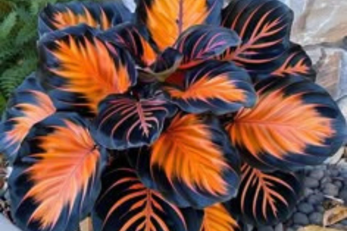 Sunburst Calathea Seeds – 25 Tropical Houseplant Seeds – Calathea crocata – Indoor Foliage Plant for Indoor Garden