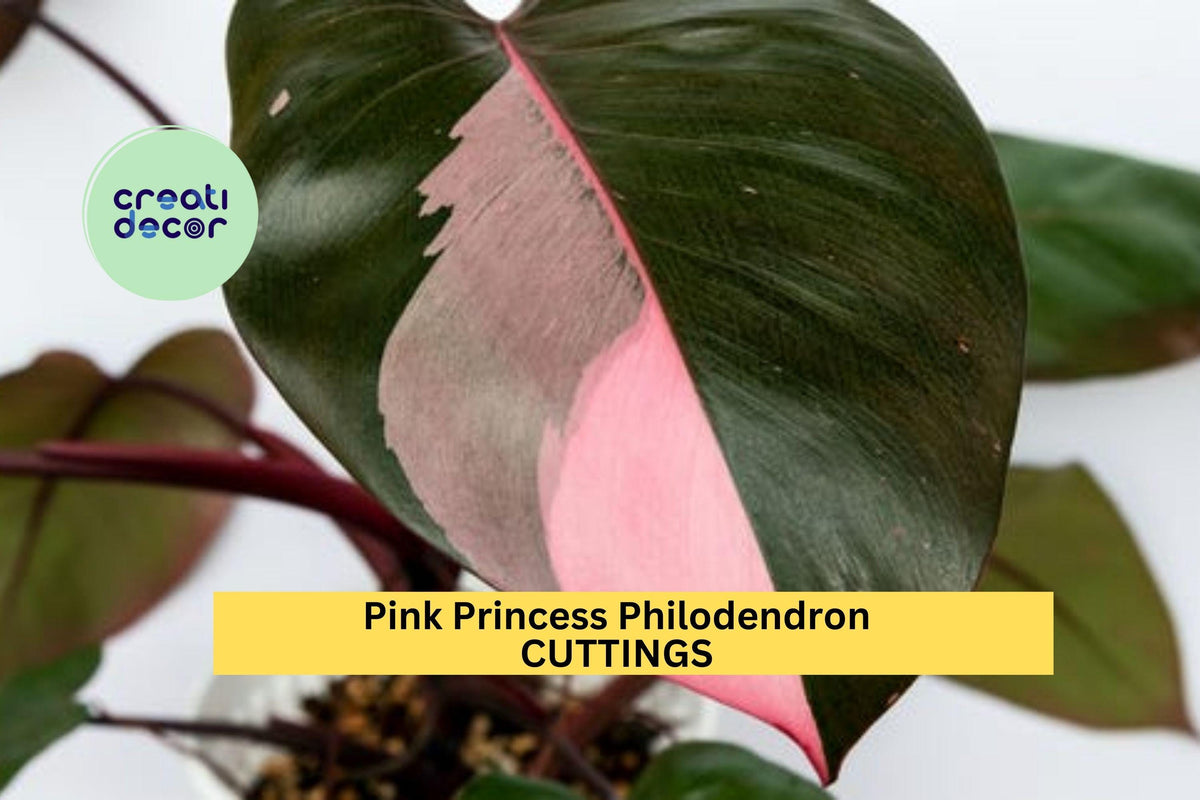 Pink Princess Philodendron Cutting – High Variegation Rare Unrooted Tropical Houseplant