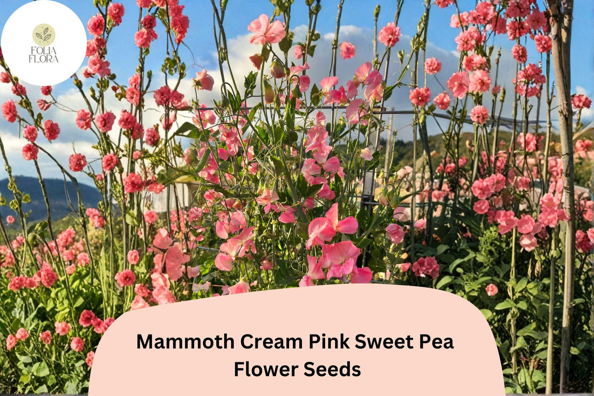 Mammoth Cream Pink Sweet Pea Seeds | Lathyrus odoratus | 50+ Climbing Flower Seeds for Garden & Cut-Flower Use