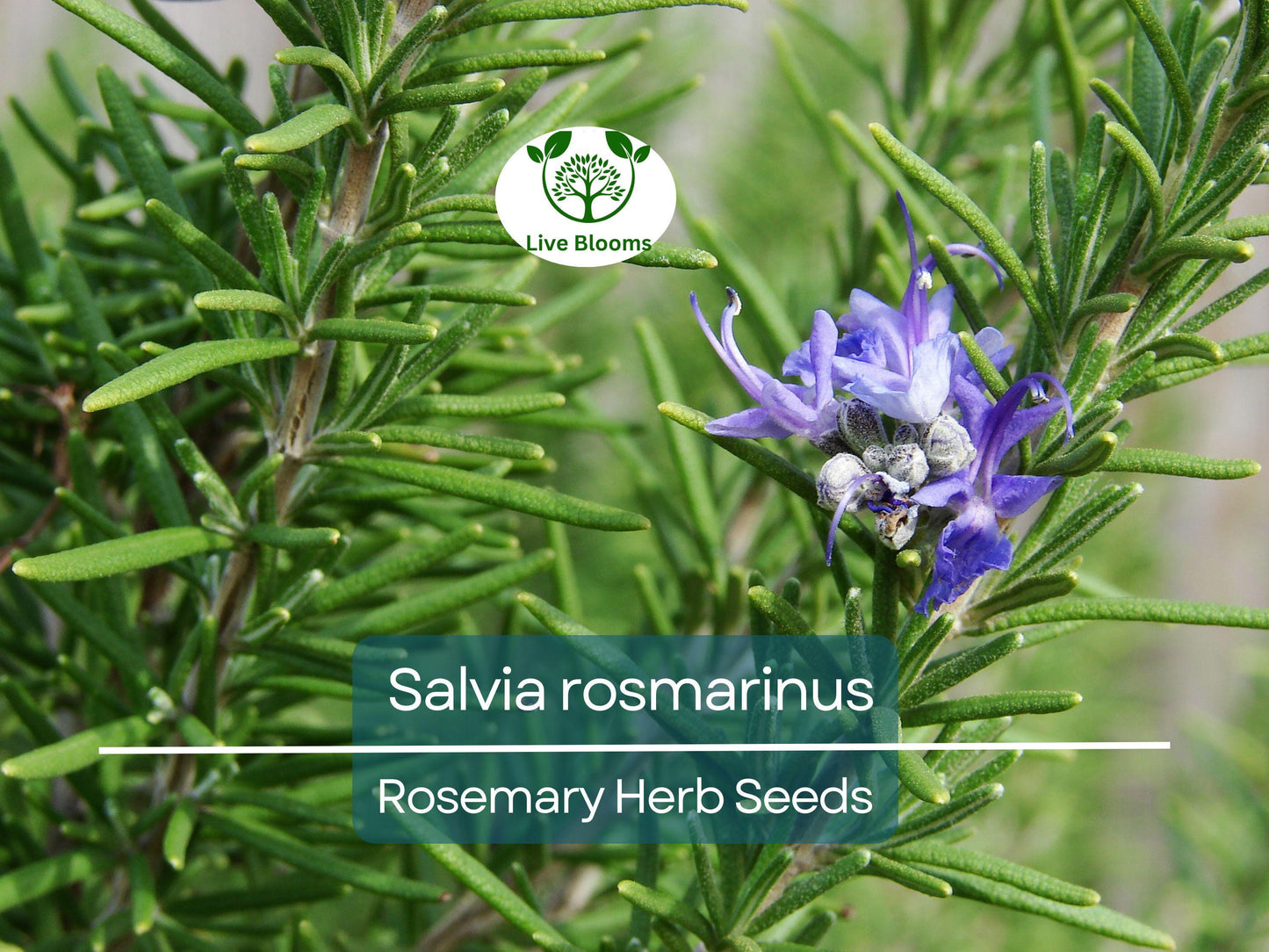 100 mg Rosemary Herb Seeds – Salvia rosmarinus for Culinary and Garden Use