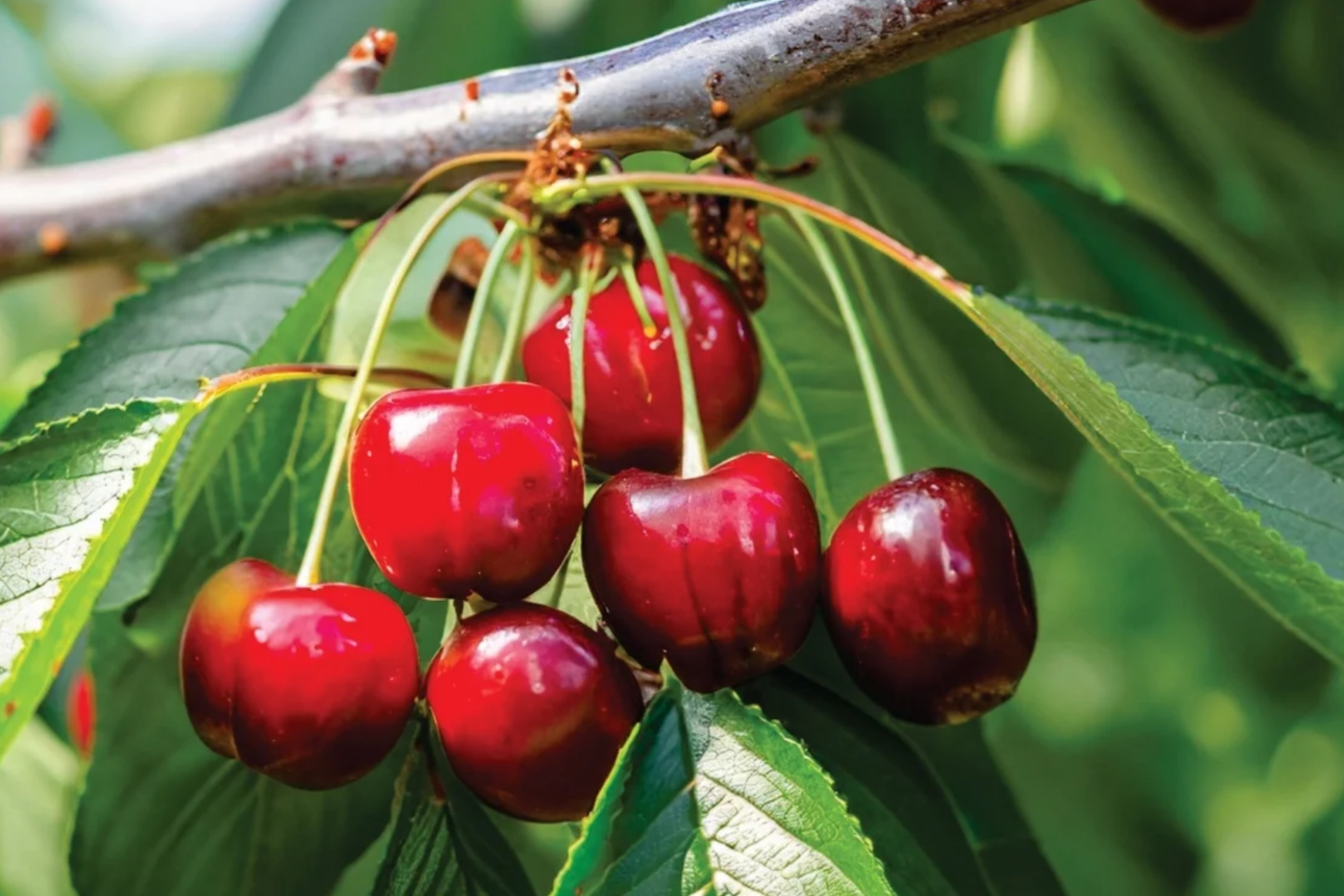 6 Bing Sweet Cherry Hardwood Scion Wood Cuttings - Organic Grafting Material for Prunus avium, Zones 5-8