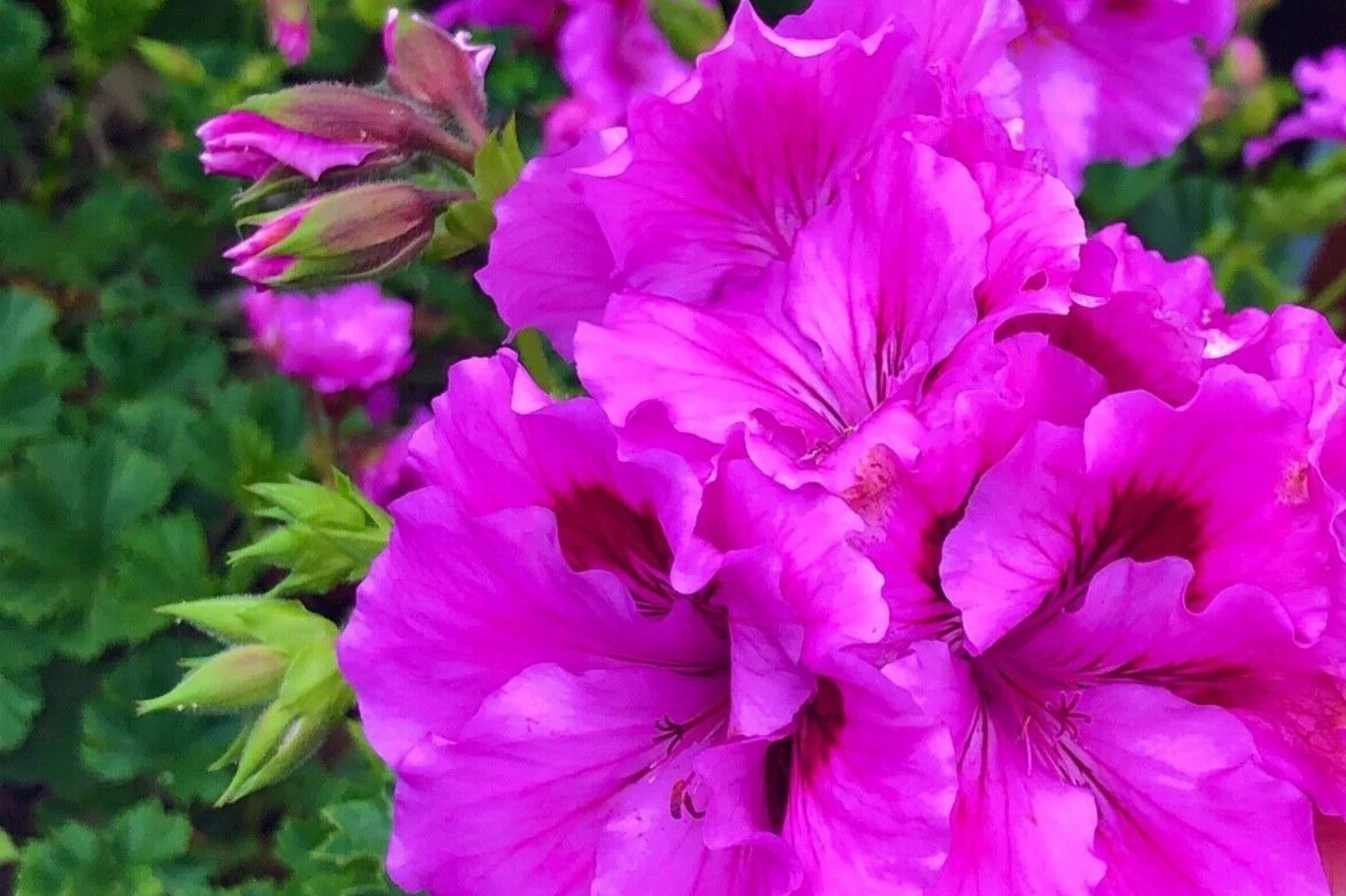 Purple Pink Pelargonium Regal Geranium Live Plant Cuttings – Exotic Orchid-Like Blooms, Easy Care, Root & Grow Fast, 6" Starter Plant