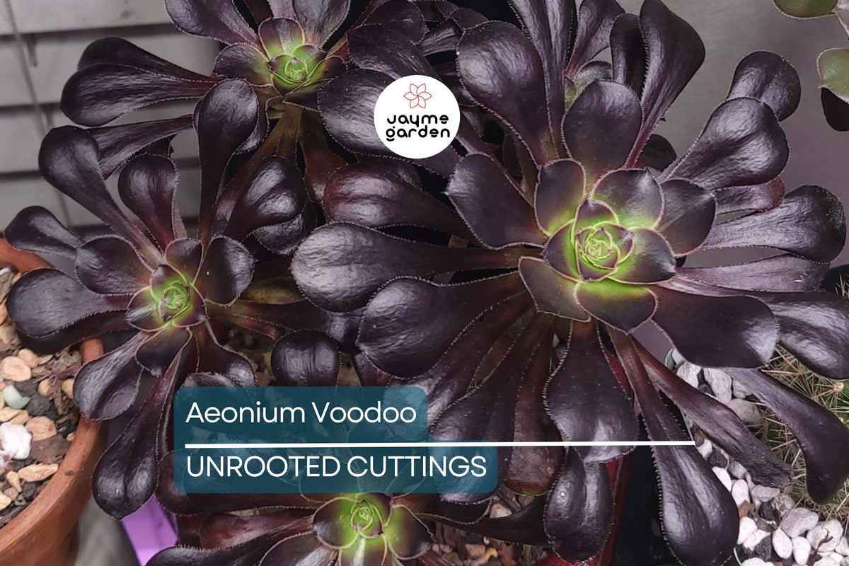 Aeonium ‘Voodoo’ Cutting | Rare Purple Succulent | Easy to Grow | Unrooted Cutting | Drought Tolerant | Exotic Plant