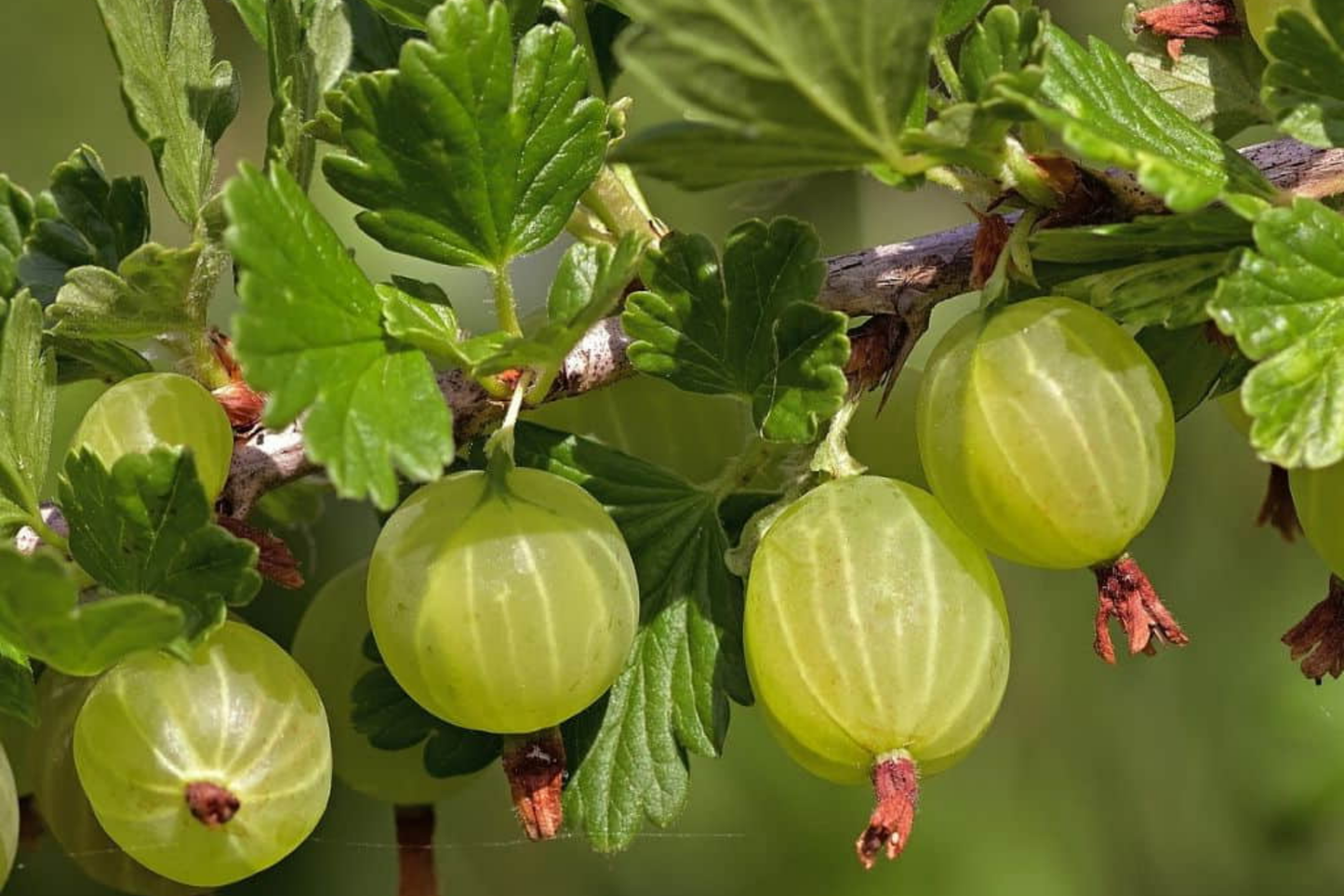 Gooseberry "Pixwell" Hardwood Cuttings – Organic, Self-Pollinating, Tart Pink Berries, Edible Landscaping, 6-9" Scion Wood