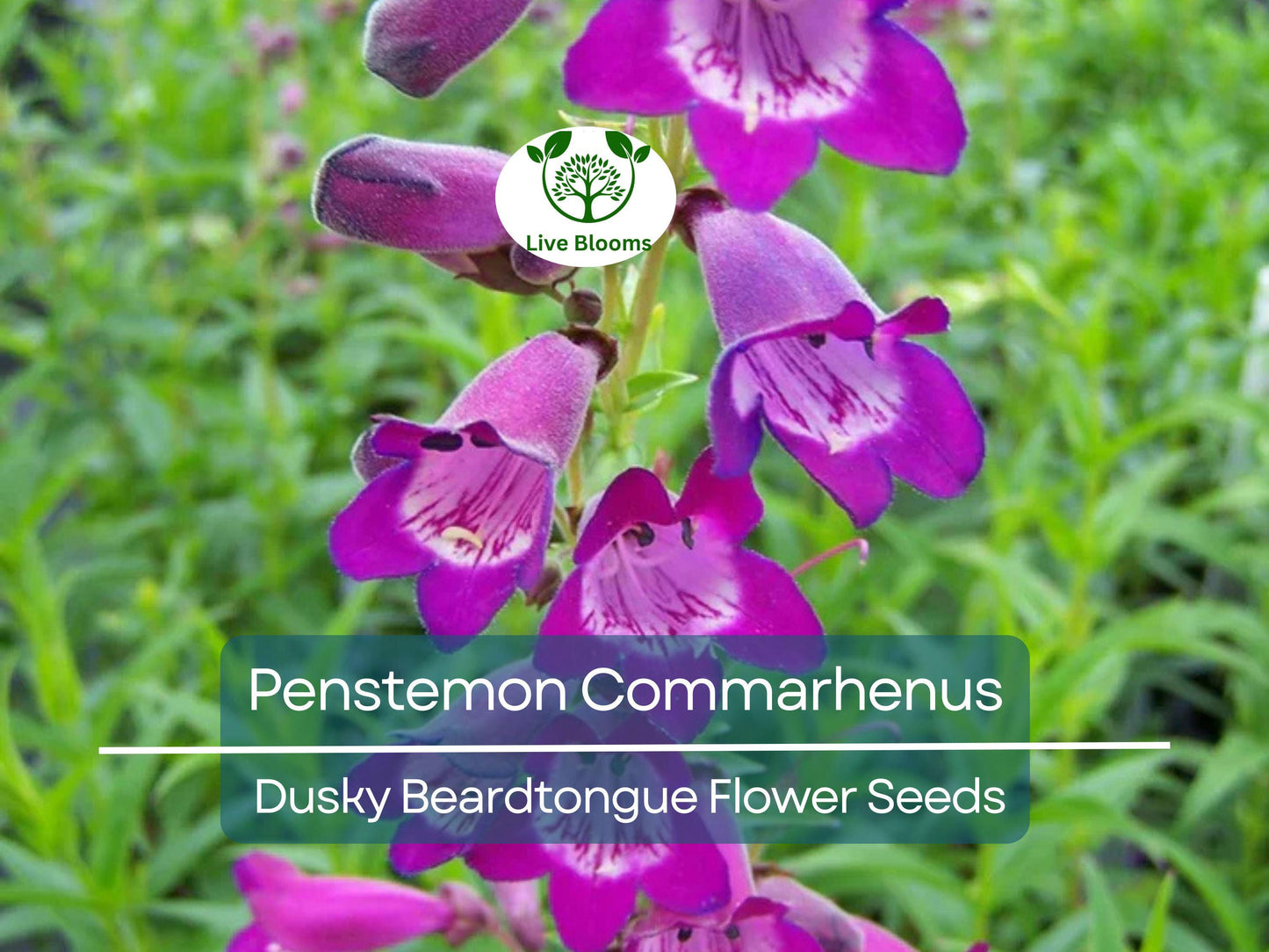 100 mg Penstemon Commarhenus Seeds - Native Perennial Wildflower for Pollinator Gardens & Meadows