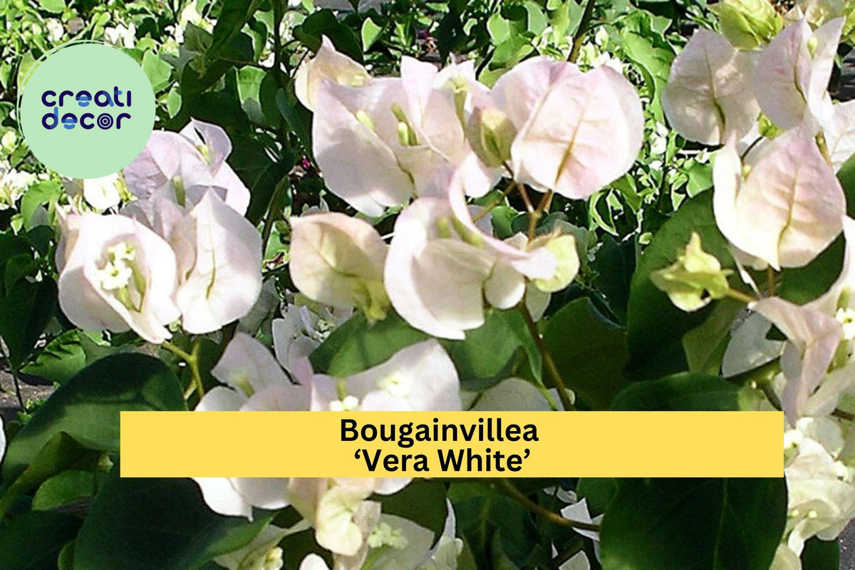 Live Bougainvillea ‘Vera White’ Plug Plant | Tropical White Flowering Vine | Bougainvillea glabra | Fast-Growing Outdoor Plant