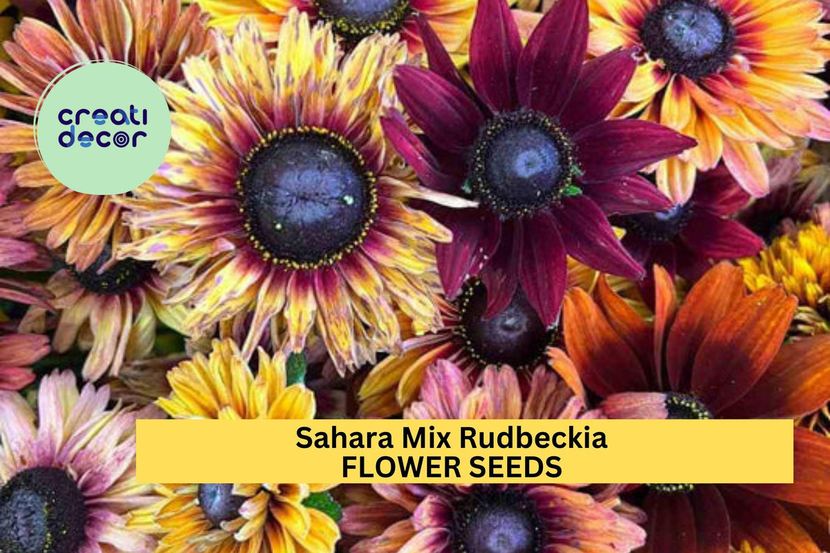 200+ Sahara Mix Rudbeckia Seeds – Drought-Tolerant Warm Rustic Blooms for Pollinator Gardens