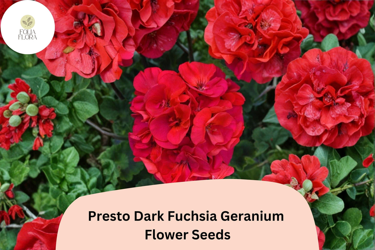25+ Presto Dark Fuchsia Geranium Seeds – Easy to Grow Perennial with Bold Dark Fuchsia Blooms