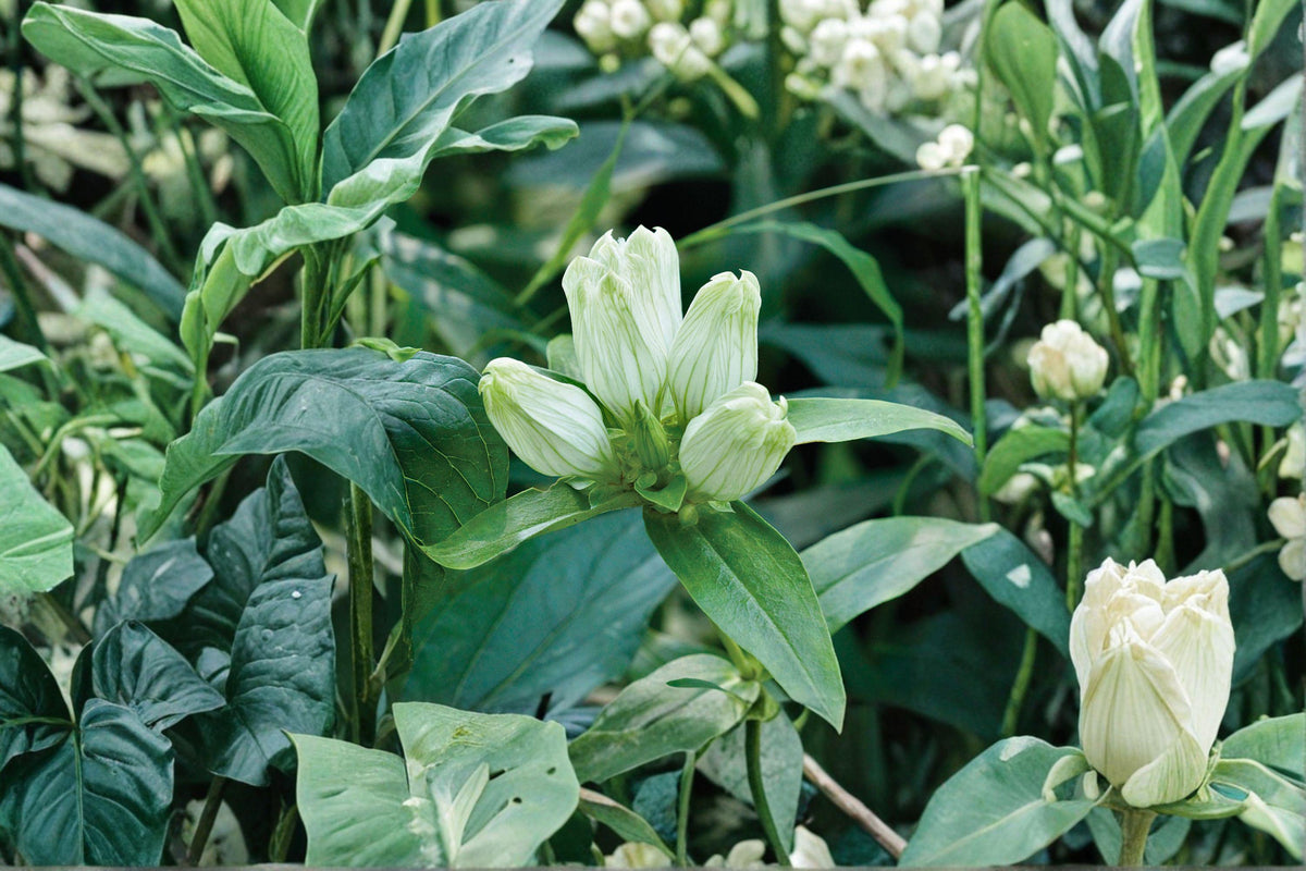 Cream Gentian Seeds | 100 Seeds | Native Wildflower for Pollinator Gardens | Gentiana flavida | Rare Creamy Blooms