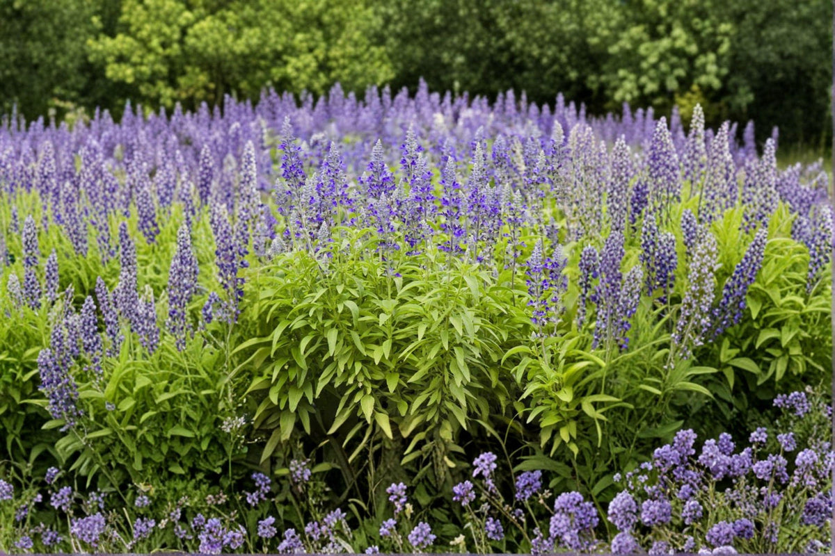 Blue Sage Seeds – 100 Count – Salvia farinacea – Nectar-Rich Perennial for Pollinator Gardens – Heat & Drought Tolerant