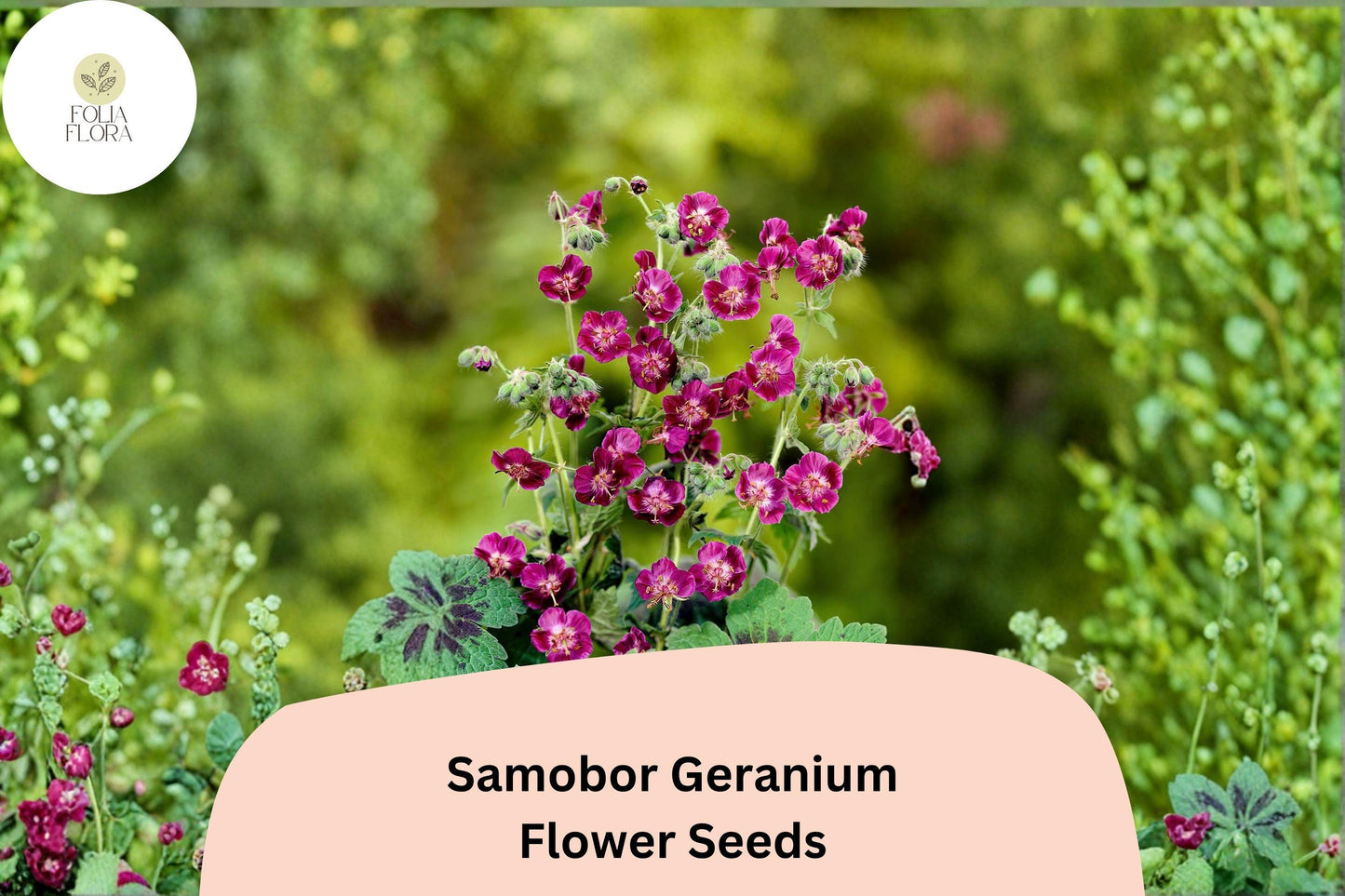 25+ Samobor Geranium Seeds | Purple Cranesbill Perennial for Shade Gardens & Borders