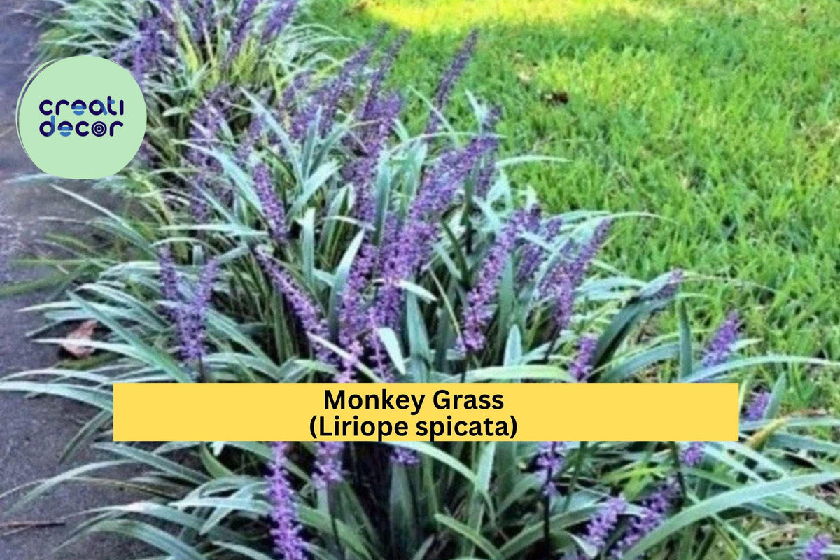 Monkey Grass Bare Root Plants - 30 Big Blue Clumping Liriope spicata for Ground Cover, Borders & Shaded Gardens, Zones 5-10