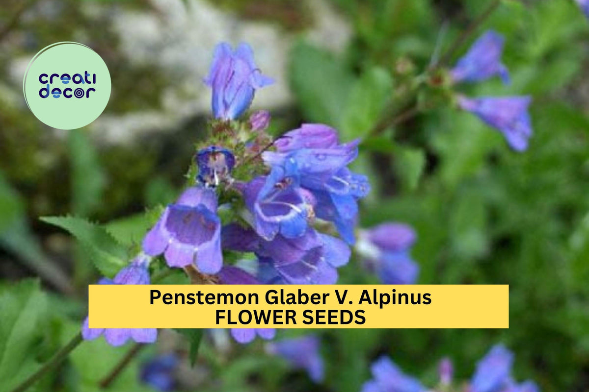 Penstemon Seeds 3pcs 100mg Alpine Wildflower Lavender Bluish-Purple Penstemon glaber var. alpinus for Pollinator Gardens