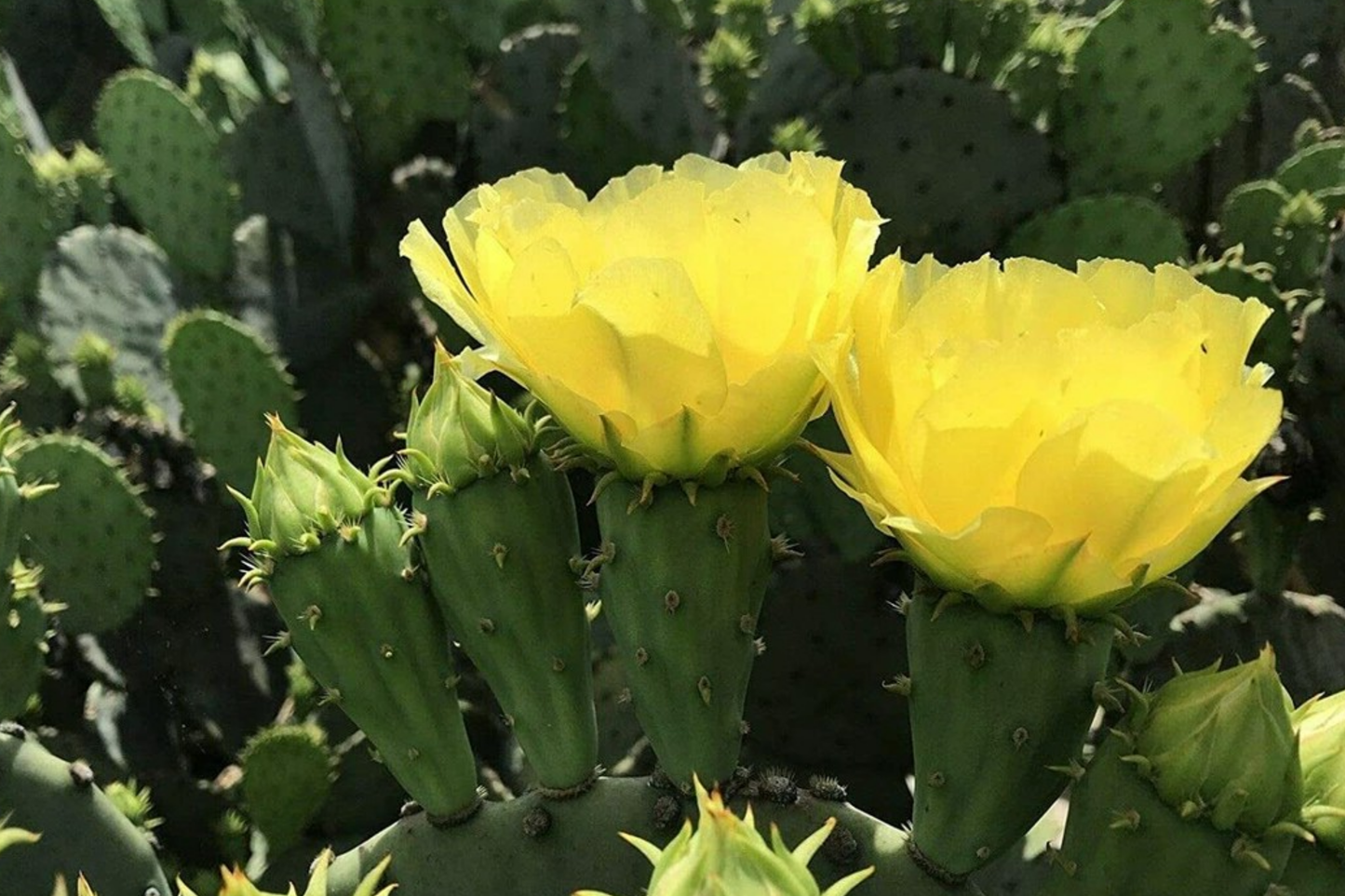 Hardy Opuntia Cacanapa Prickly Pear Cactus Pads – Winter Resistant, Drought Tolerant, Edible Nopales, Easy to Grow, Garden or Indoor Plant