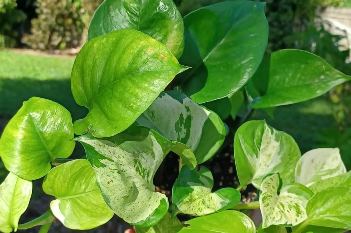 Manjula Pothos Rooted Cutting | Variegated Houseplant with Cascading Foliage | Easy Care Indoor Plant