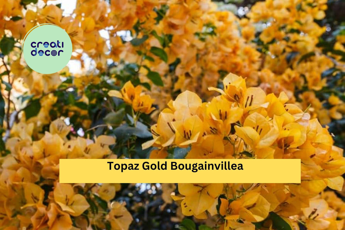 Topaz Gold Bougainvillea Starter Plant | Live Well-Rooted Small Plug | Rare Golden Flowering Vine | Bougainvillea spp.
