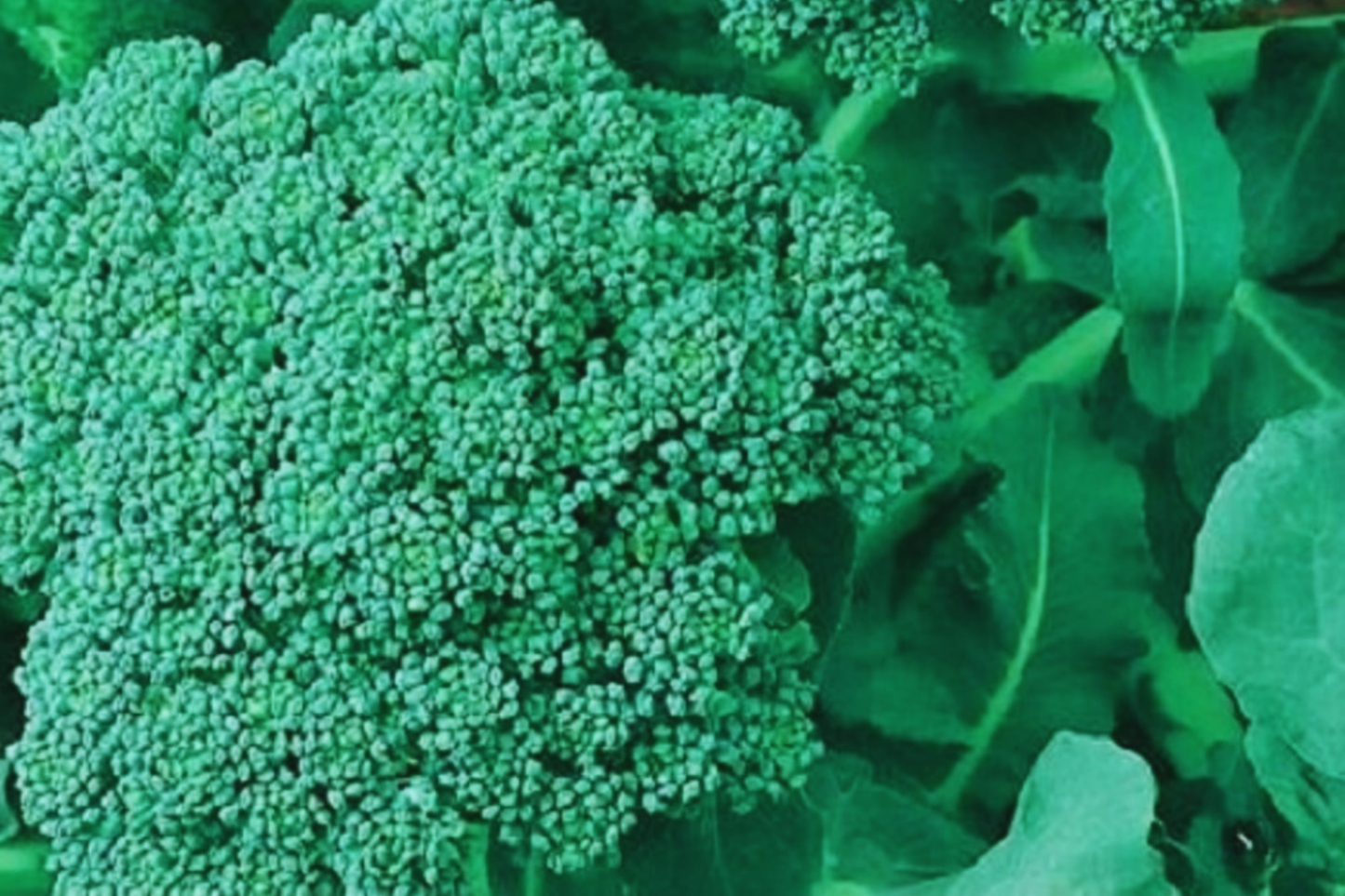 Broccoli Seeds for Sprouting - Non-GMO Brassica oleracea Seeds