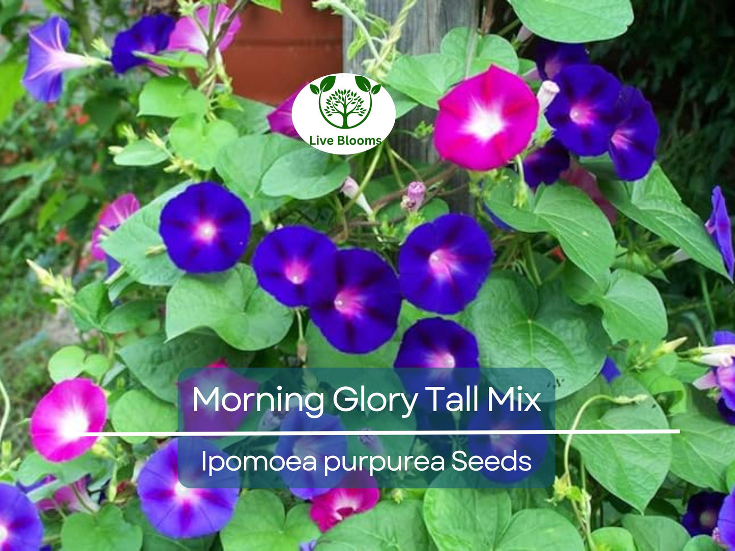 100 Seeds Morning Glory Tall Mix – Ipomoea purpurea – 5-Color Blooming Vine, Non-GMO, Pollinator Friendly
