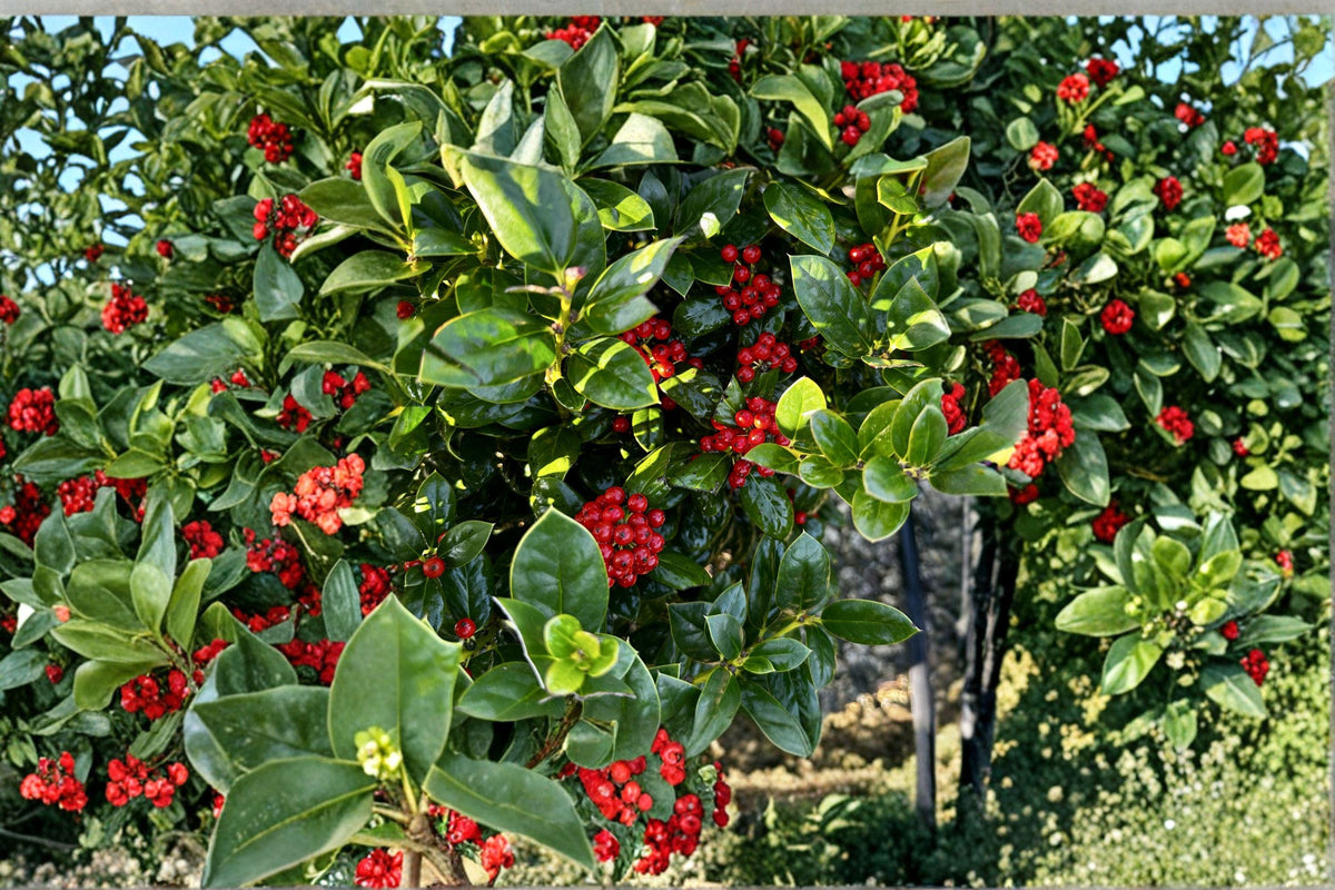 Chinese Holly Seeds | 25 Pack | Evergreen Shrub with Glossy Leaves & Red Berries | Ilex cornuta