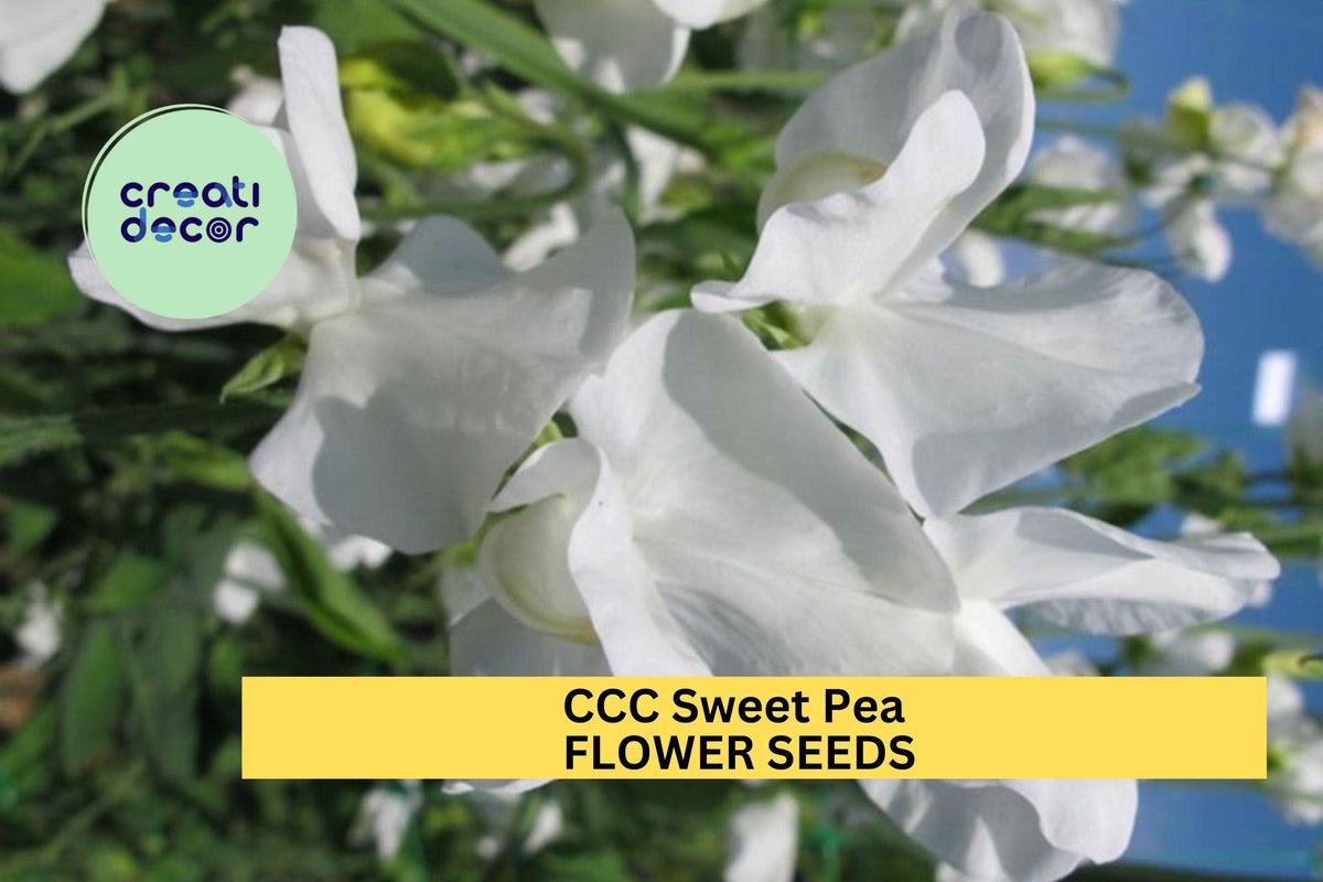 50+ CCC Sweet Pea Seeds – Soft Pink & Lavender Fragrant Climbing Vines for Garden Trellises