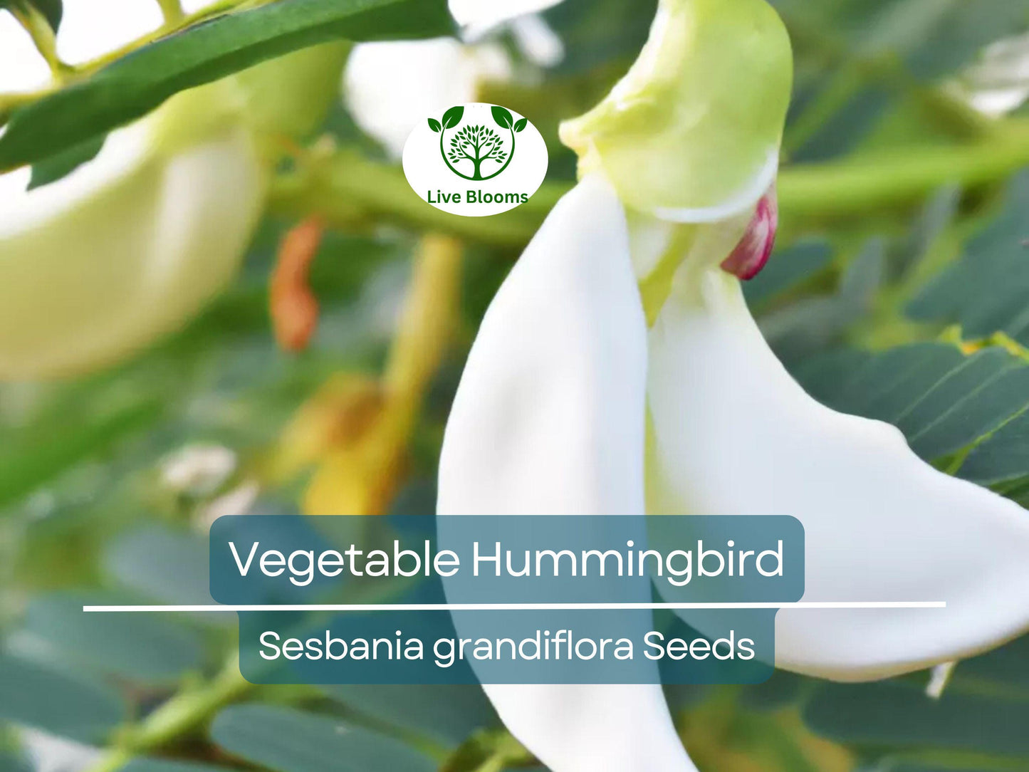 20 Vegetable Hummingbird Tree Seeds - Sesbania grandiflora, Edible Agati Flower, Fast-Growing Tropical Tree