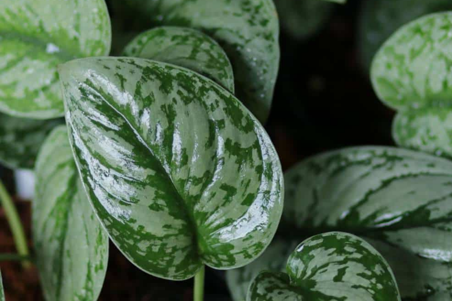 Silver Satin Pothos Cutting | 2-Node Propagation Kit | Scindapsus Pictus Houseplant | Indoor & Outdoor Trailing Vine