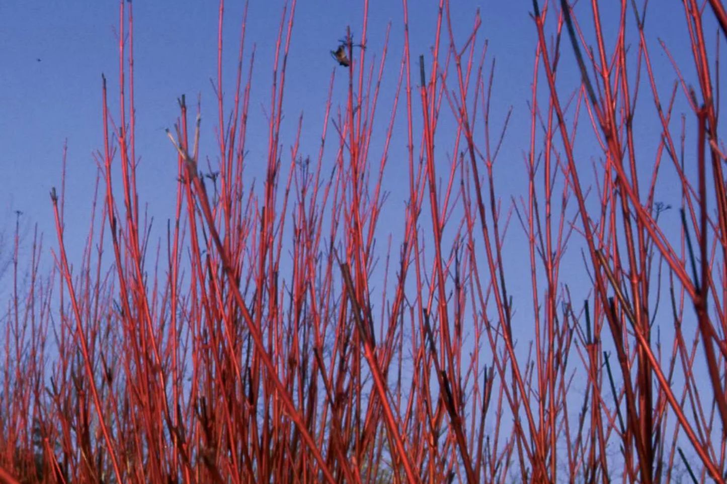 Red Osier Dogwood Cuttings – 12 Live Native Shrub Starter Plants for Hedges, Wildlife, and Pollinators – Hardy Zones 2-7