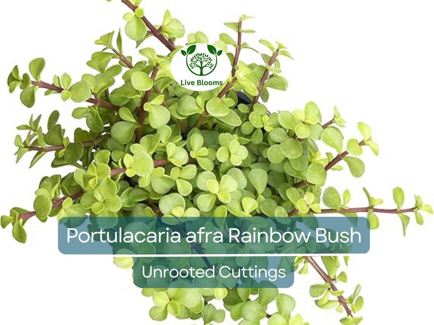 20 Unrooted Rainbow Elephant Bush Cuttings - Portulacaria afra Succulent for Propagation