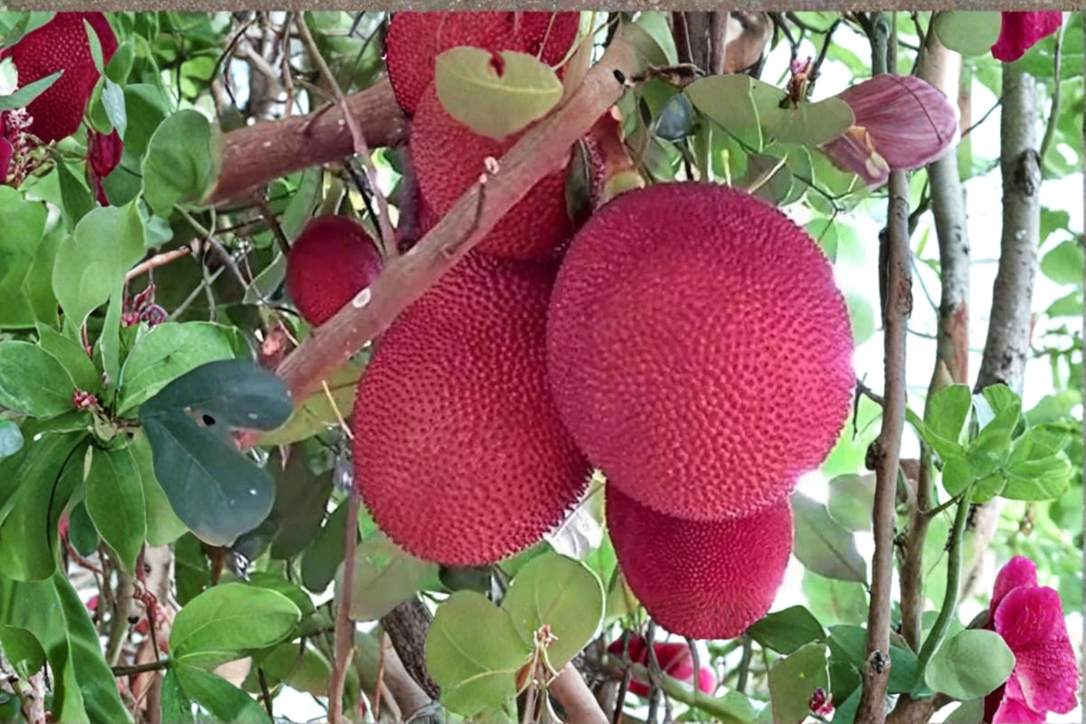 Malaysia Red Jackfruit Seeds 8 Pack - Tropical Fruit Tree (Artocarpus heterophyllus) for Home Gardens and Orchards