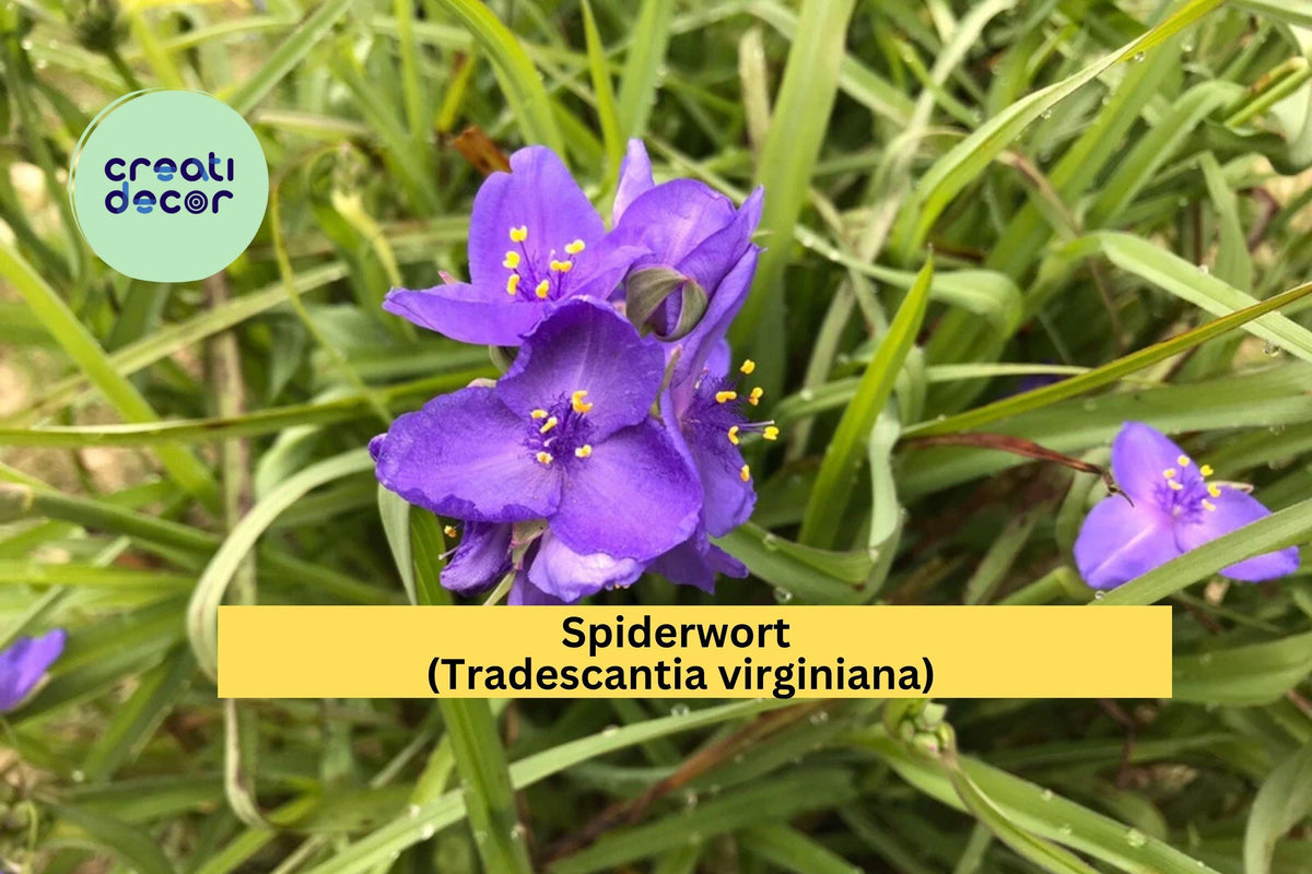 Spiderwort Plants Set of 25 Bare Root Rhizomes Purple Flowers Tradescantia virginiana Perennial Pollinator Garden Plants