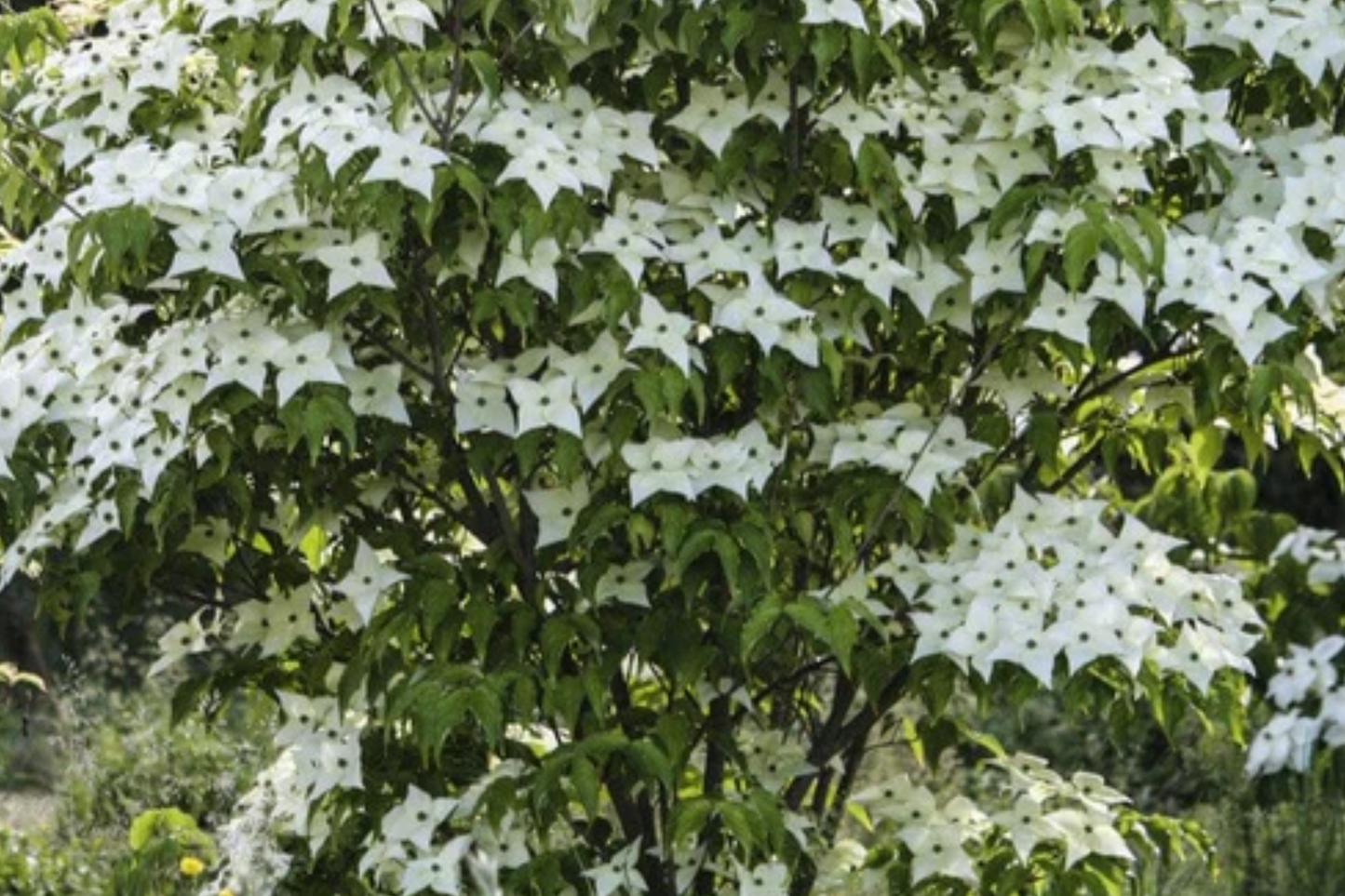 Live Flowering Dogwood Tree - Bare Root 2-3 Ft, Cornus Florida, Deciduous Landscape Tree for USDA Zones 4-9