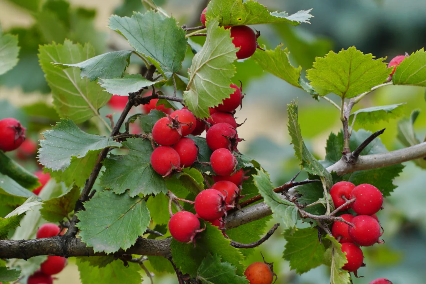 Live Mayhaw Tree Seedlings - Heirloom Apple Hawthorn Crataegus aestivalis - Edible Red Fruit, Wildlife Attractant, Zone 6-11