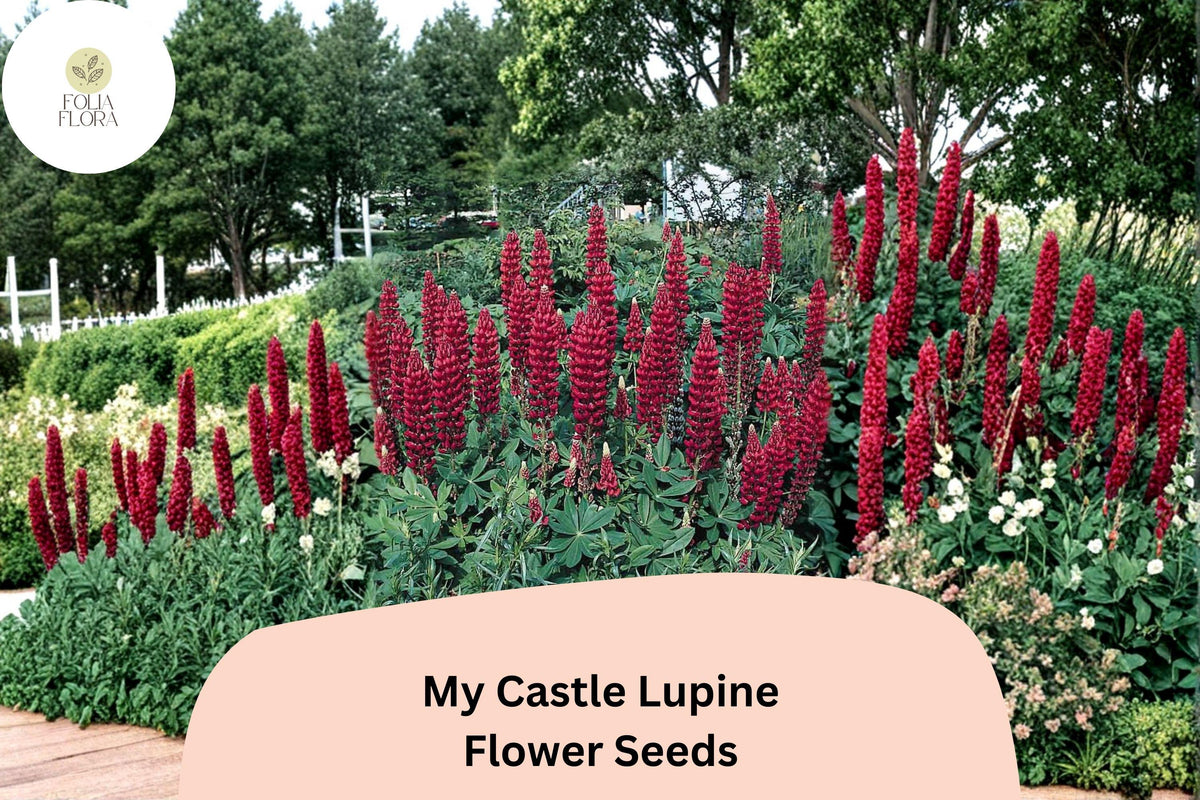 25+ My Castle Lupine Seeds | Deep Red Lupinus for Full Sun Gardens