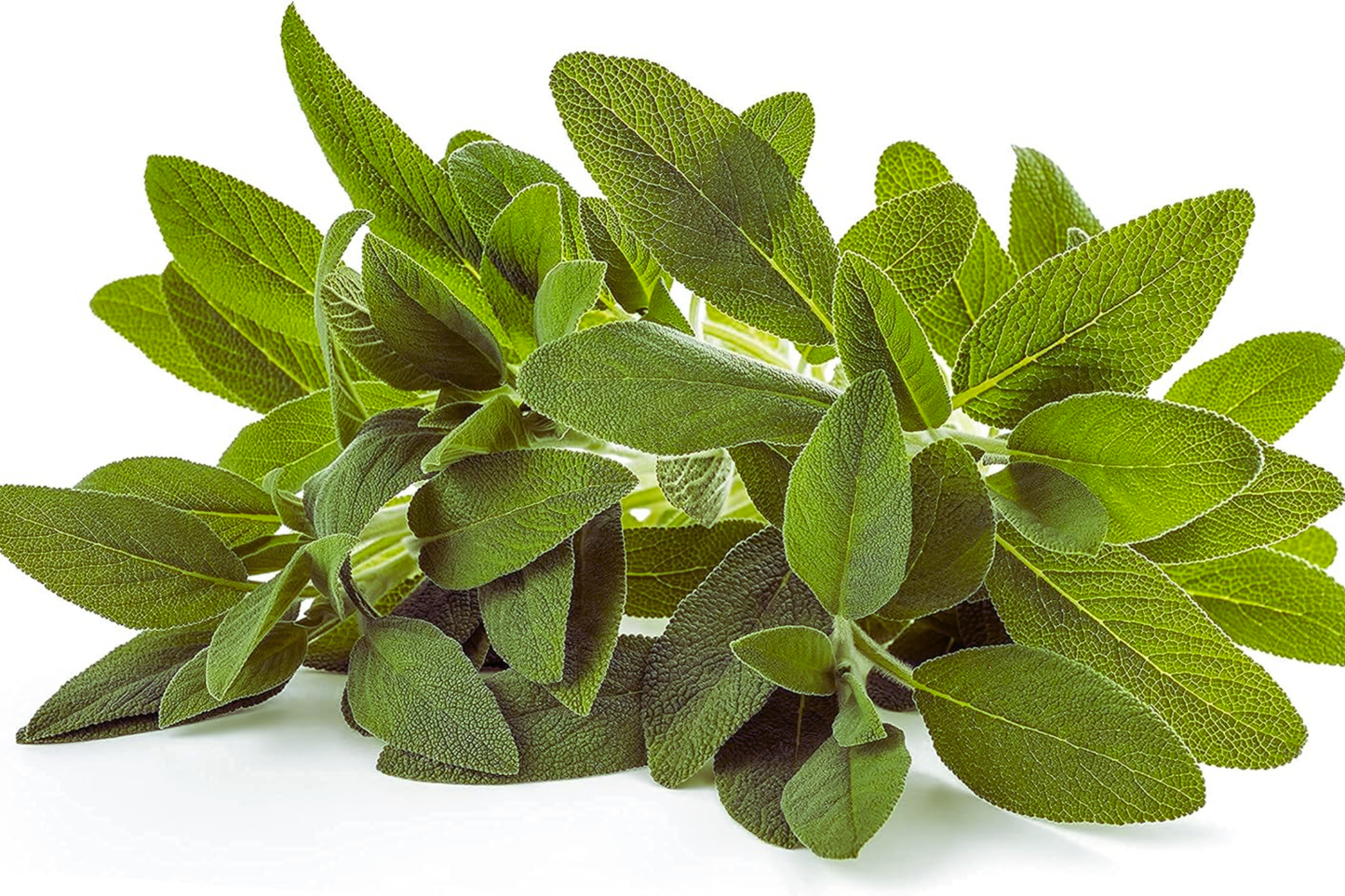 Sage Seeds for Planting | Non-GMO Heirloom Salvia officinalis | Fresh Garden Herb Seeds