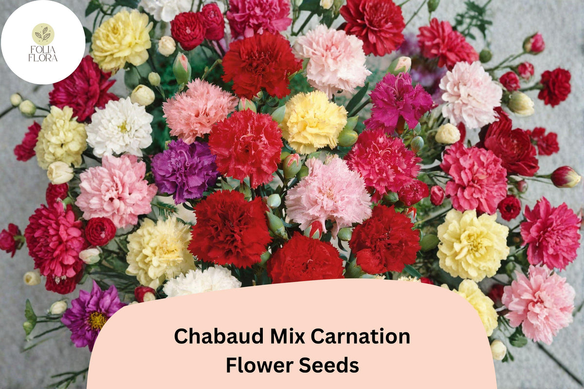 200+ Carnation Seeds | Chabaud Mix | Colorful Fragrant Blooms | Dianthus caryophyllus | Ideal for Garden & Bouquets