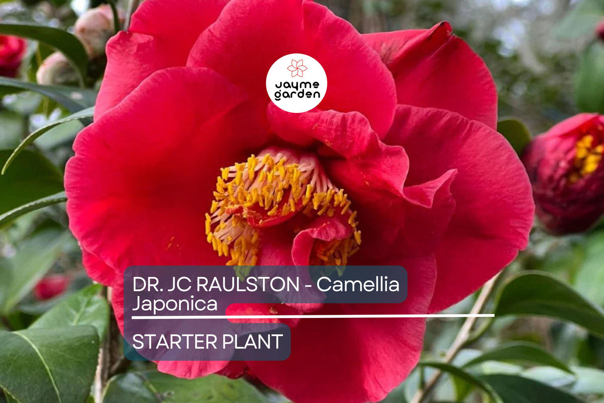 Dr. JC Raulston Camellia Japonica Starter Plant | Rare Red Flowering Shade-Loving Shrub | Live Potted Plant | Camellia japonica