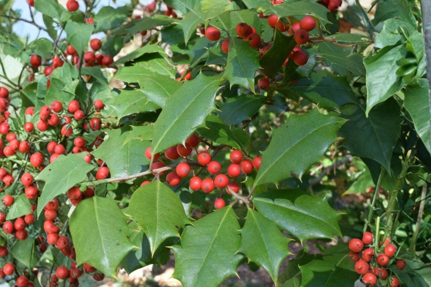 500 mg Ilex opaca American Holly Seeds | Native Evergreen Tree with Red Berries for Gardens & Wildlife