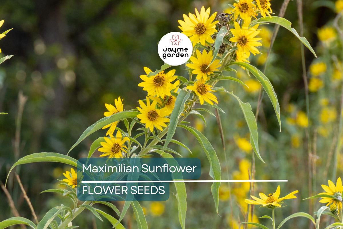 Maximilian Sunflower Seeds - 1,000 Non-GMO Perennial Yellow Blooms, Helianthus maximiliani, Attracts Monarchs & Butterflies