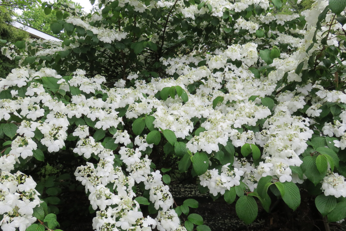 Judd Viburnum Shrub 12-18" with Fragrant Flowers and Colorful Fall Foliage, Viburnum ร juddii, Deciduous Live Plant for Zones 4-8
