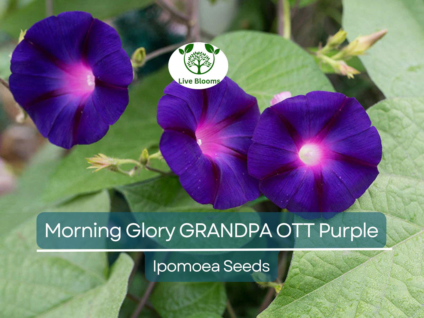 100 Morning Glory Grandpa Ott Seeds – Purple Heirloom Climbing Vine Ipomoea purpurea Fast Growing