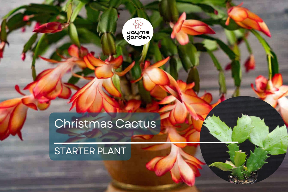 Christmas Cactus Starter Plant | Sunset Strip | Schlumbergera Truncata | Easy-Care Holiday Blooms | Well-Rooted Plug
