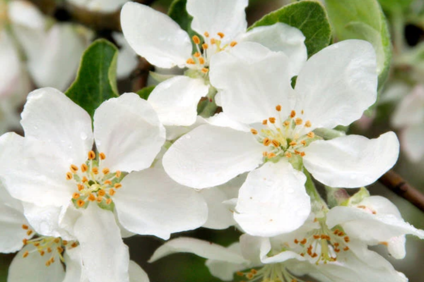 Roselow Sargent Crabapple Tree – Live Bare Root Malus sargentii ‘Roselow’ with White Flowers & Red Fruit, Compact Ornamental Landscaping Plant