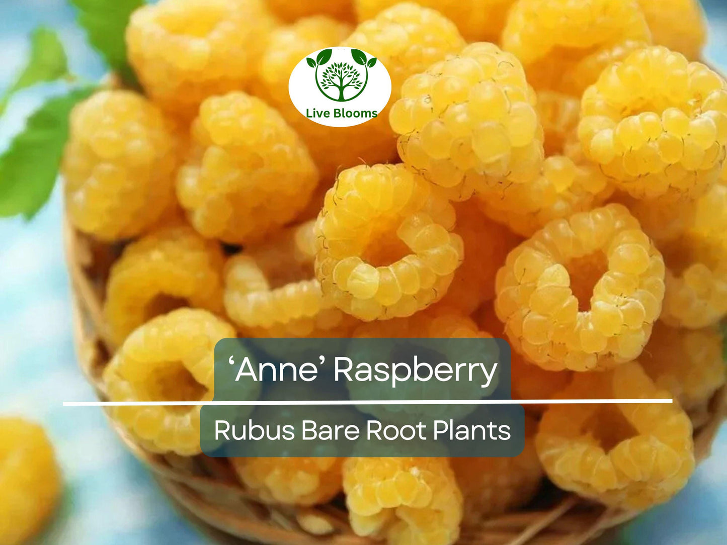 3 ‘Anne’ Raspberry Plants – Bare Root Canes with Sweet Yellow Berries, Fall-Bearing for Zones 4–8