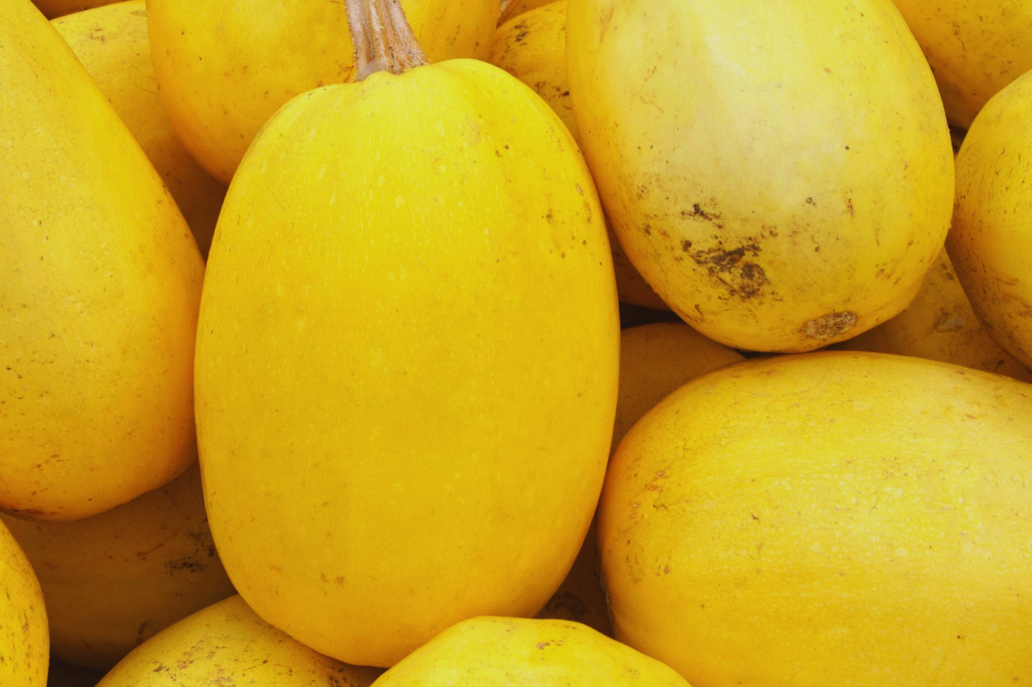 Spaghetti Squash Seeds | 25+ Non-GMO Heirloom Cucurbita pepo Seeds