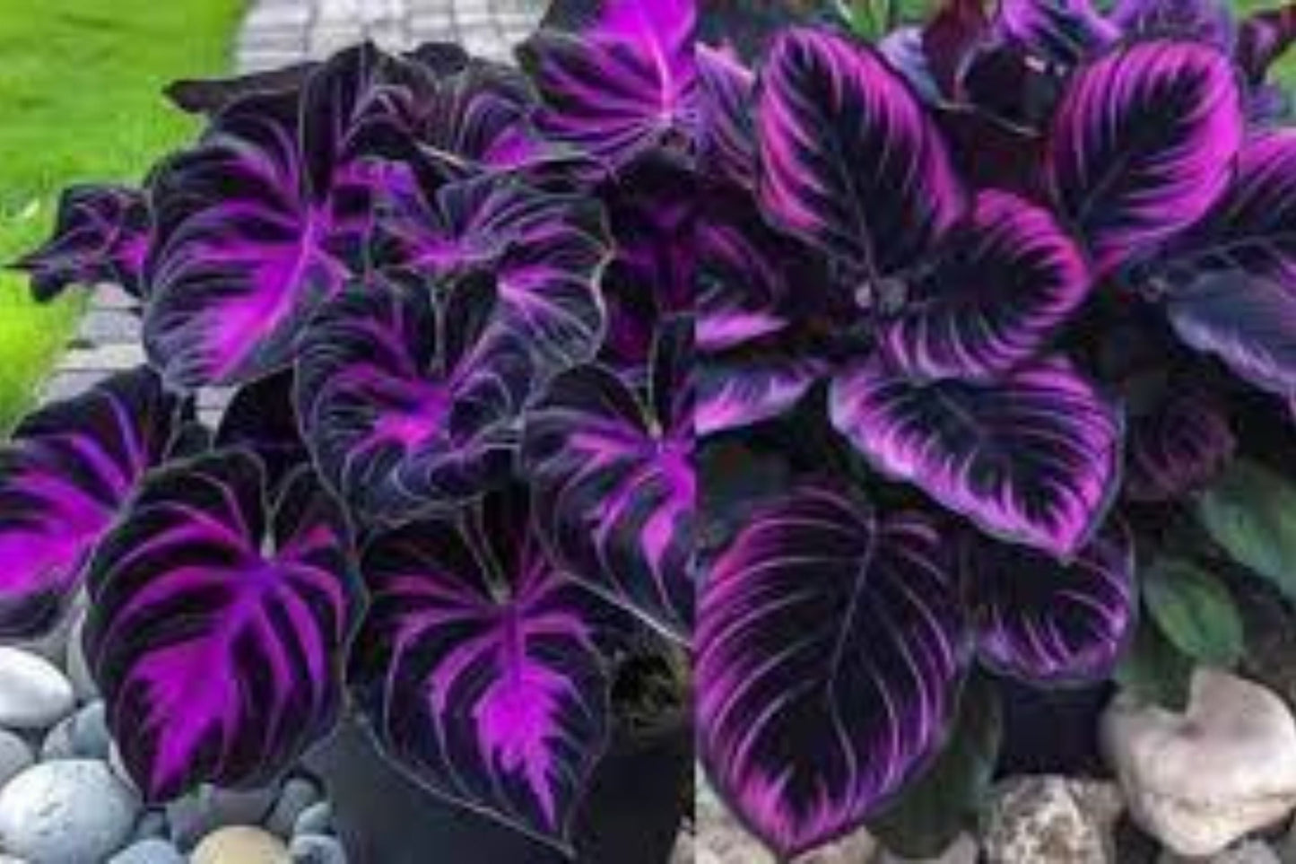 Purple Tip Calathea Seeds – Tropical Foliage Plant for Indoor or Outdoor Growing, Couture Leaves, Calathea spp.