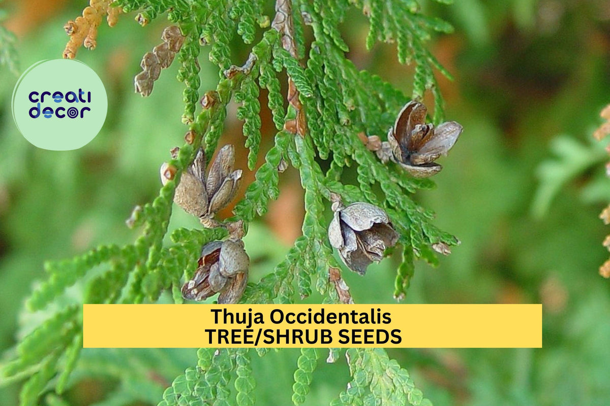 50 Seeds Thuja occidentalis Eastern Arborvitae Tree Cold Hardy Evergreen for Hedges and Privacy Screens